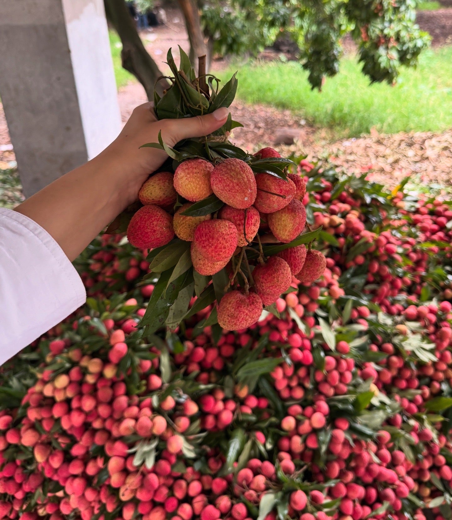 Family Harvest Box | Gola - 10kg