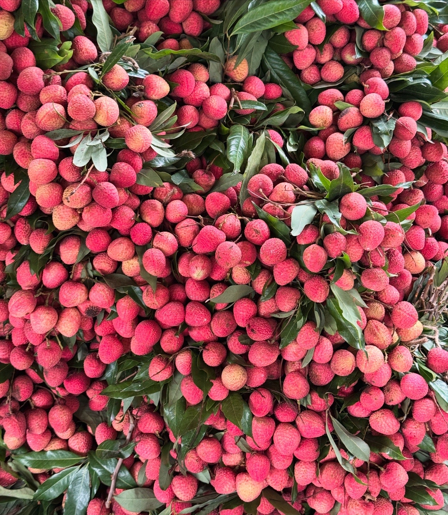 Signature Harvest Box | Sorahi - 5kg
