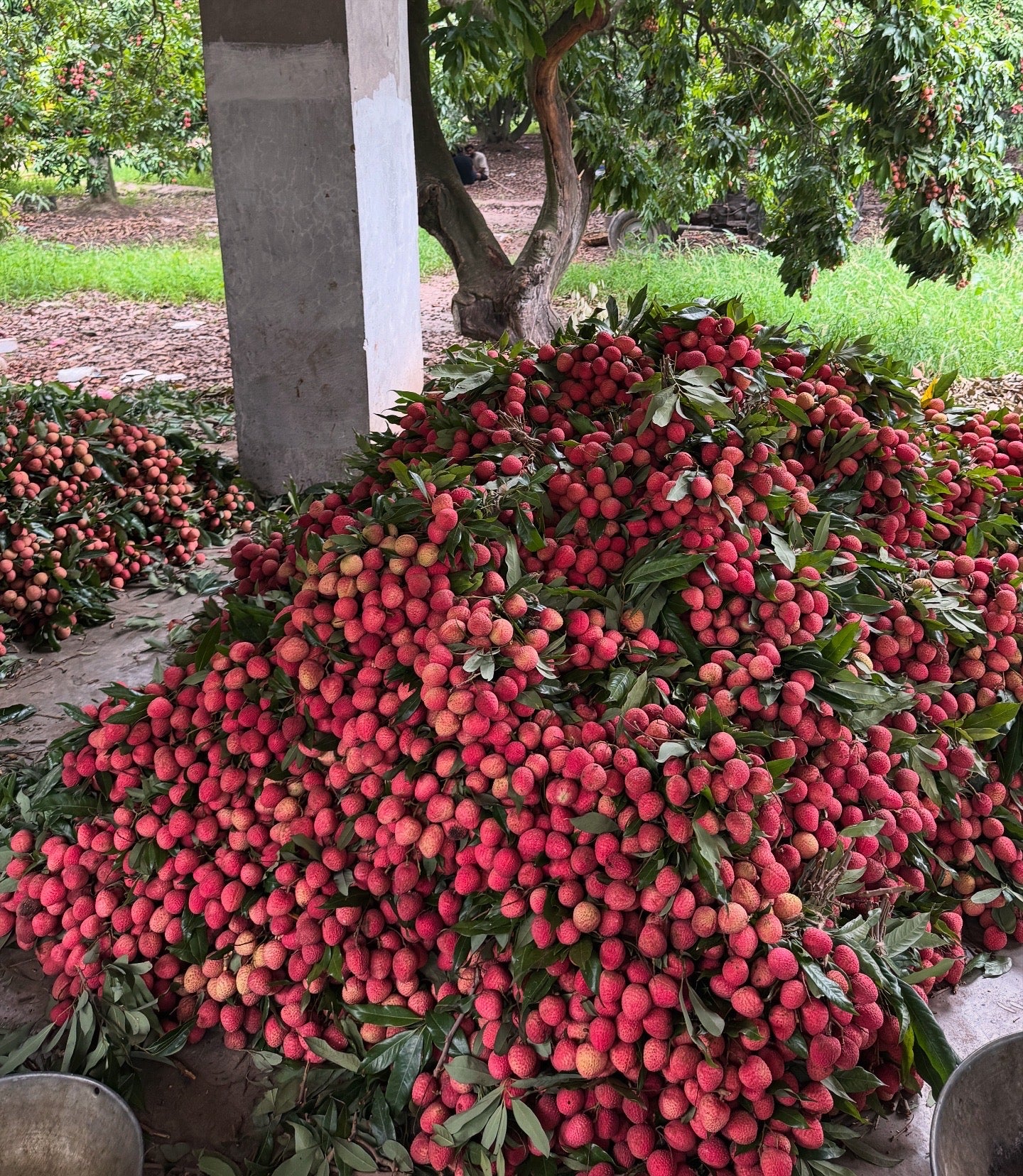 Family Harvest Box | Sorahi - 10kg