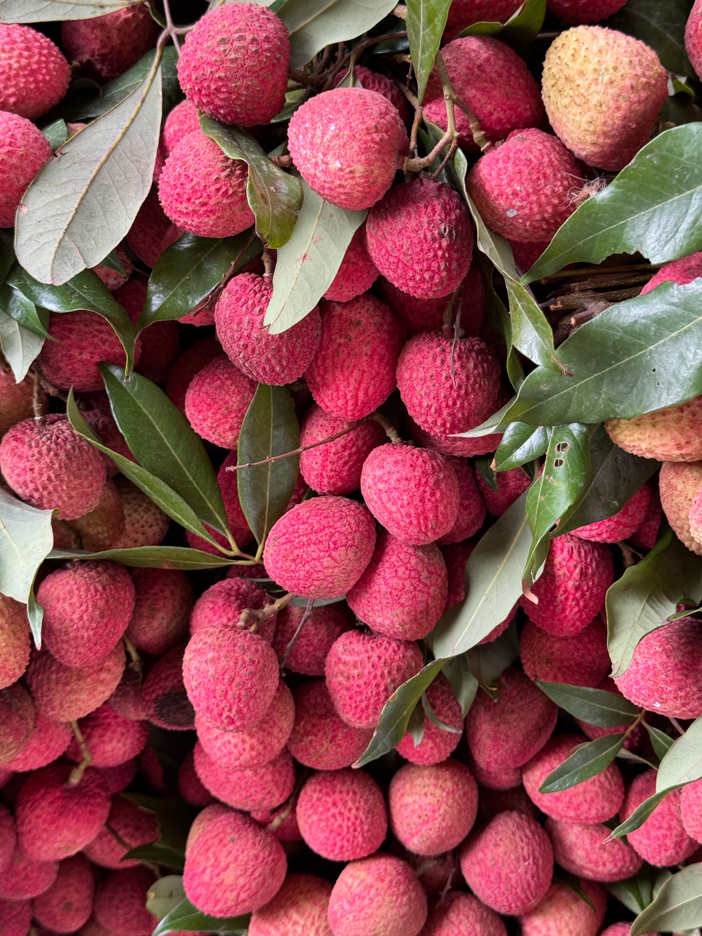 Signature Harvest Box | Sorahi - 5kg